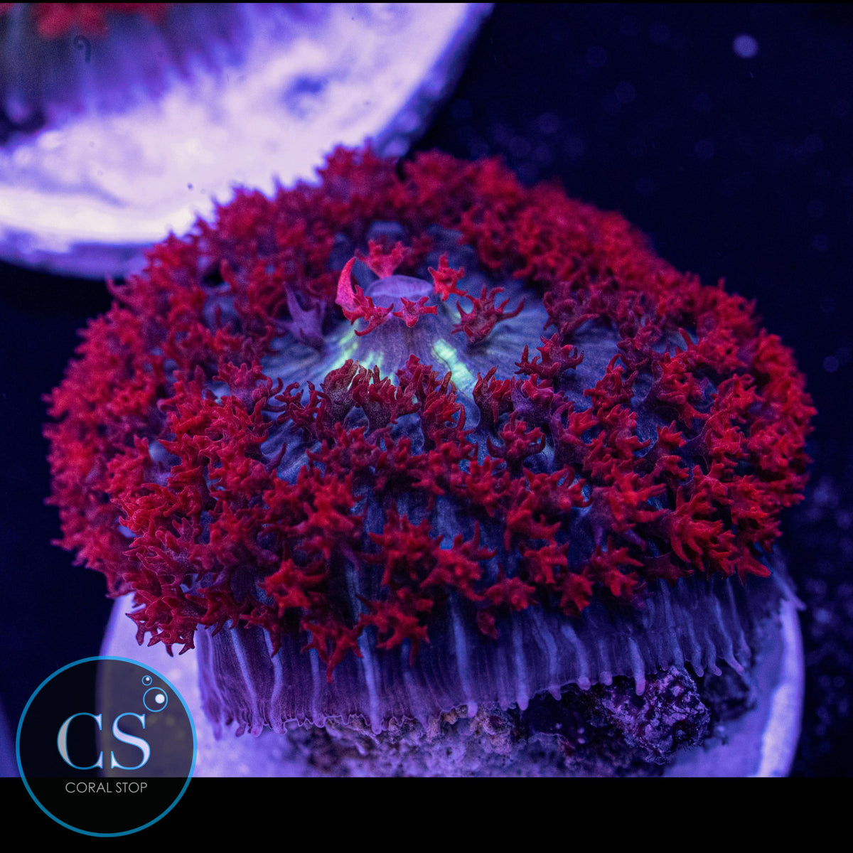 St Thomas Mushroom