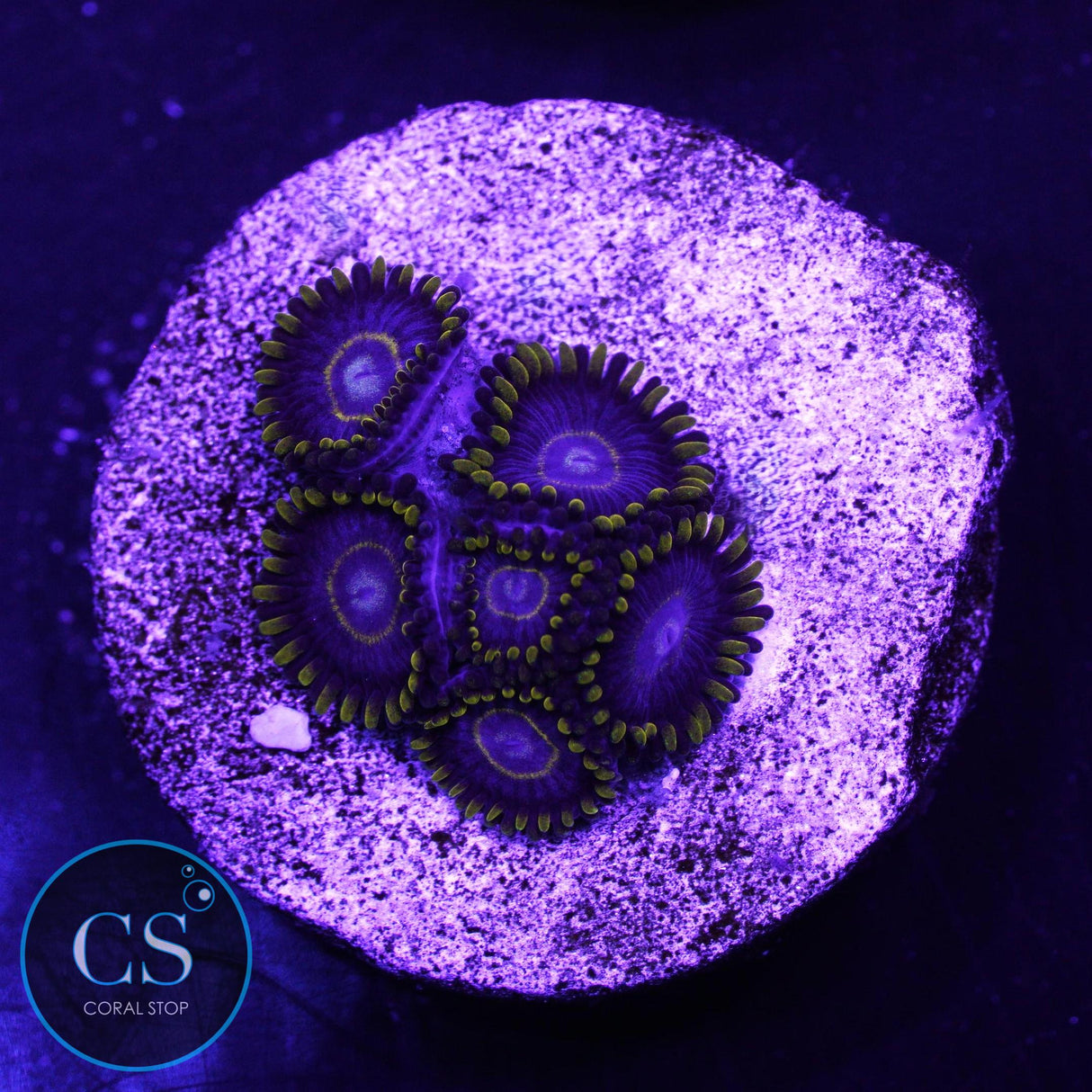 Blue Hornet Zoa