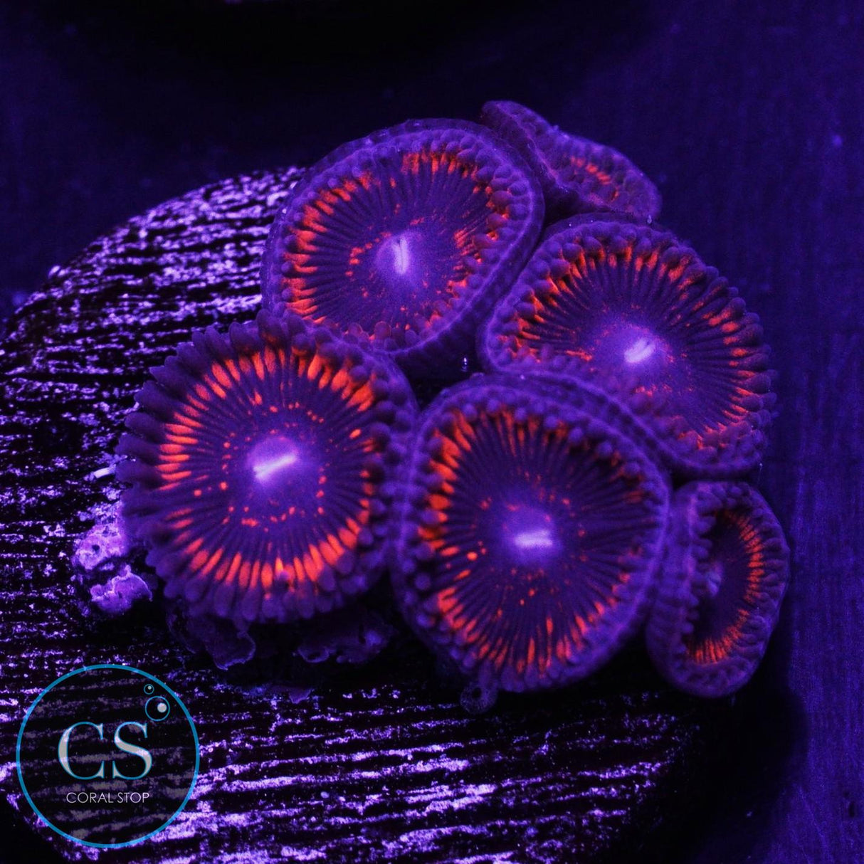 Dragon Glass Zoa