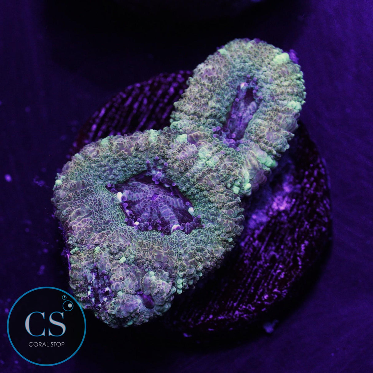 Electric Halo Asian Acan