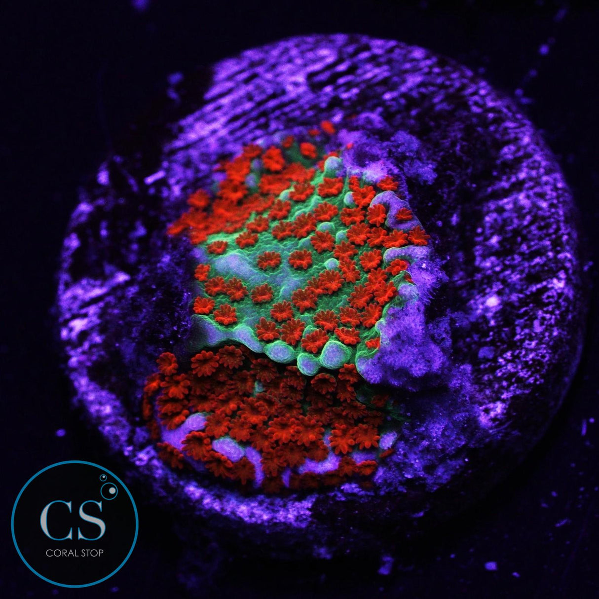 JF Aquaman Montipora