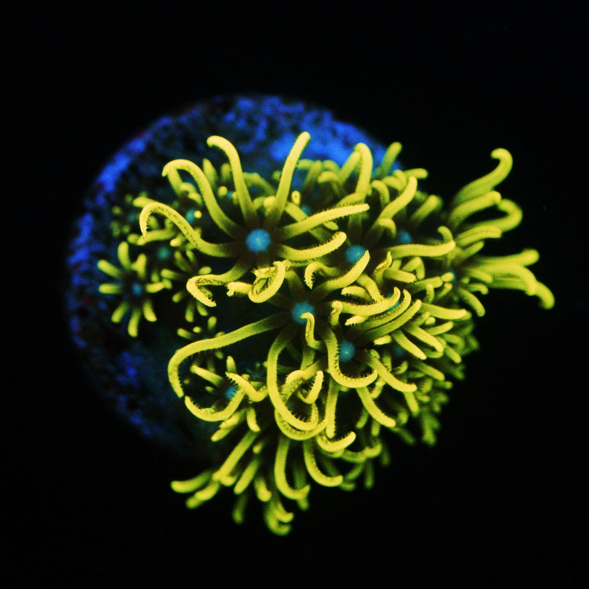 GREEN STAR POLYPS