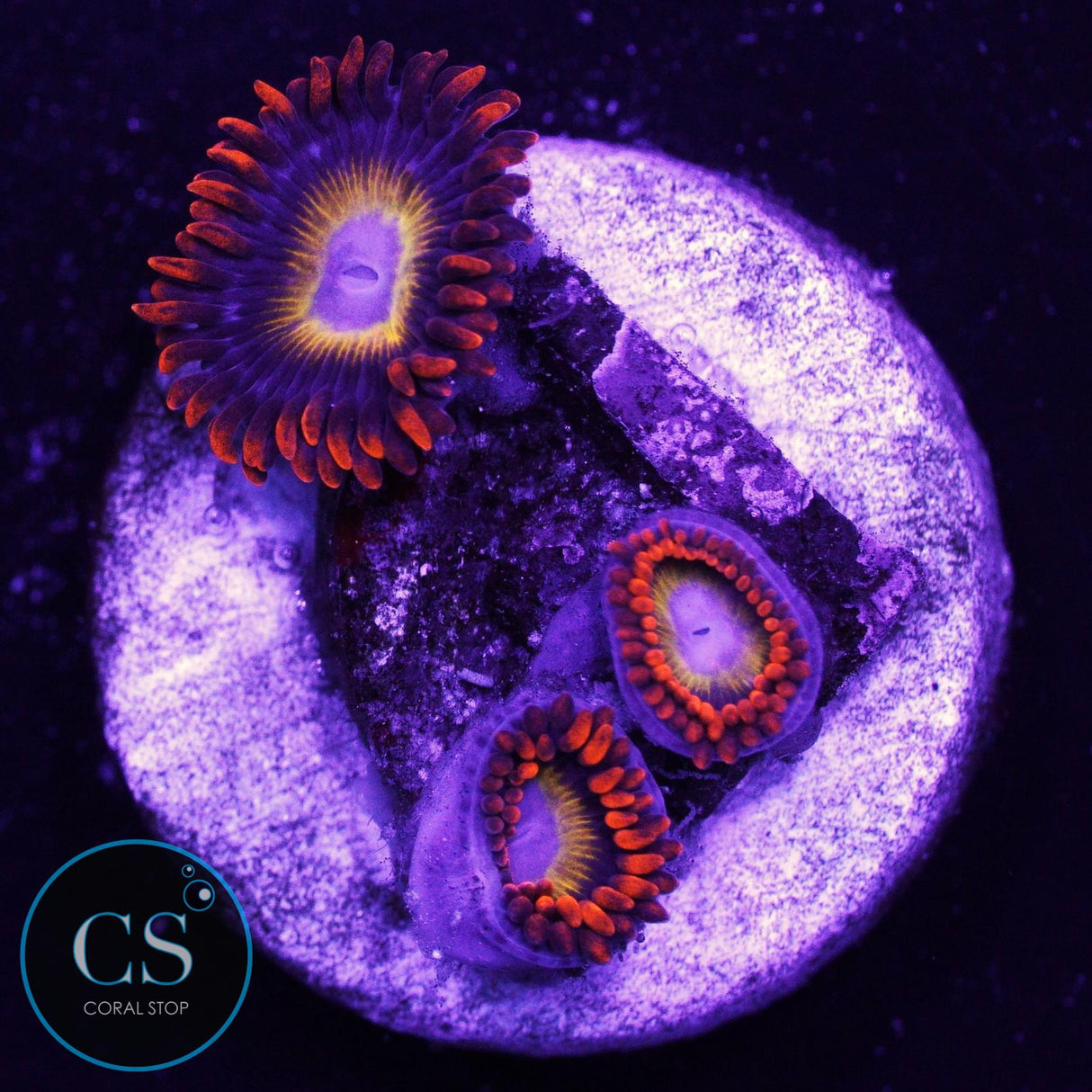 Blue Eyed Blondie Zoa