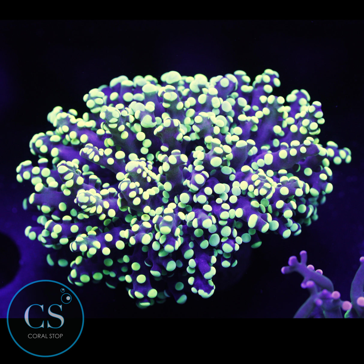 Yellowish Yaeyamaensis