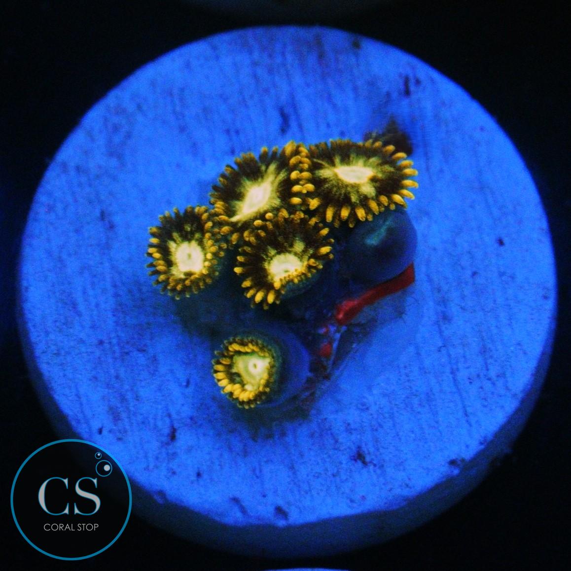 MURDER HORNET ZOA