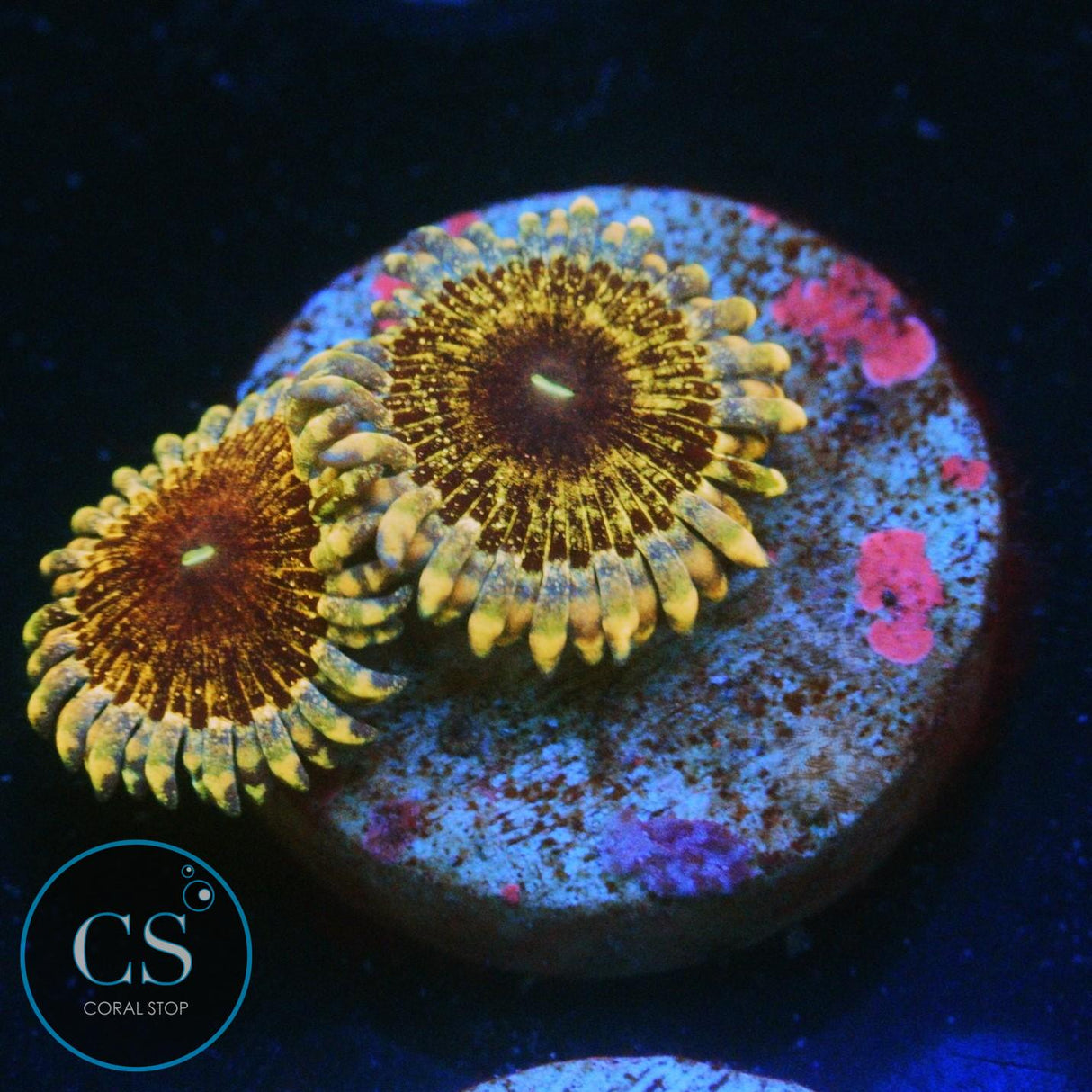 SOLAR CIRCUS ZOA