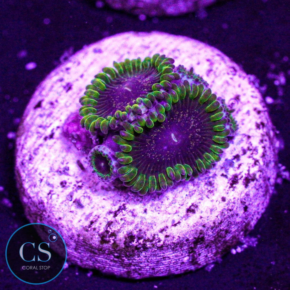 IA Purple Velour Zoa
