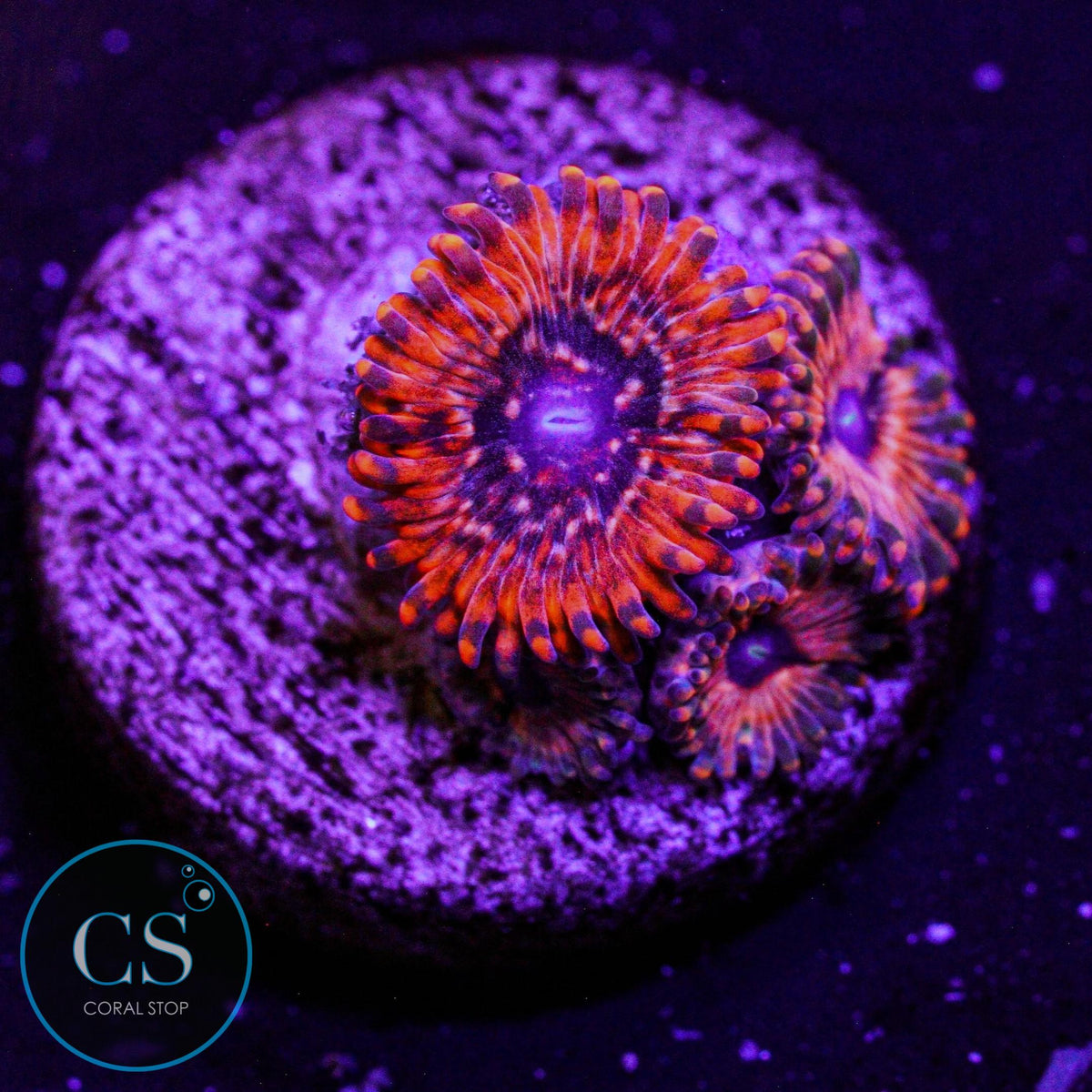 Utter Chaos Zoa