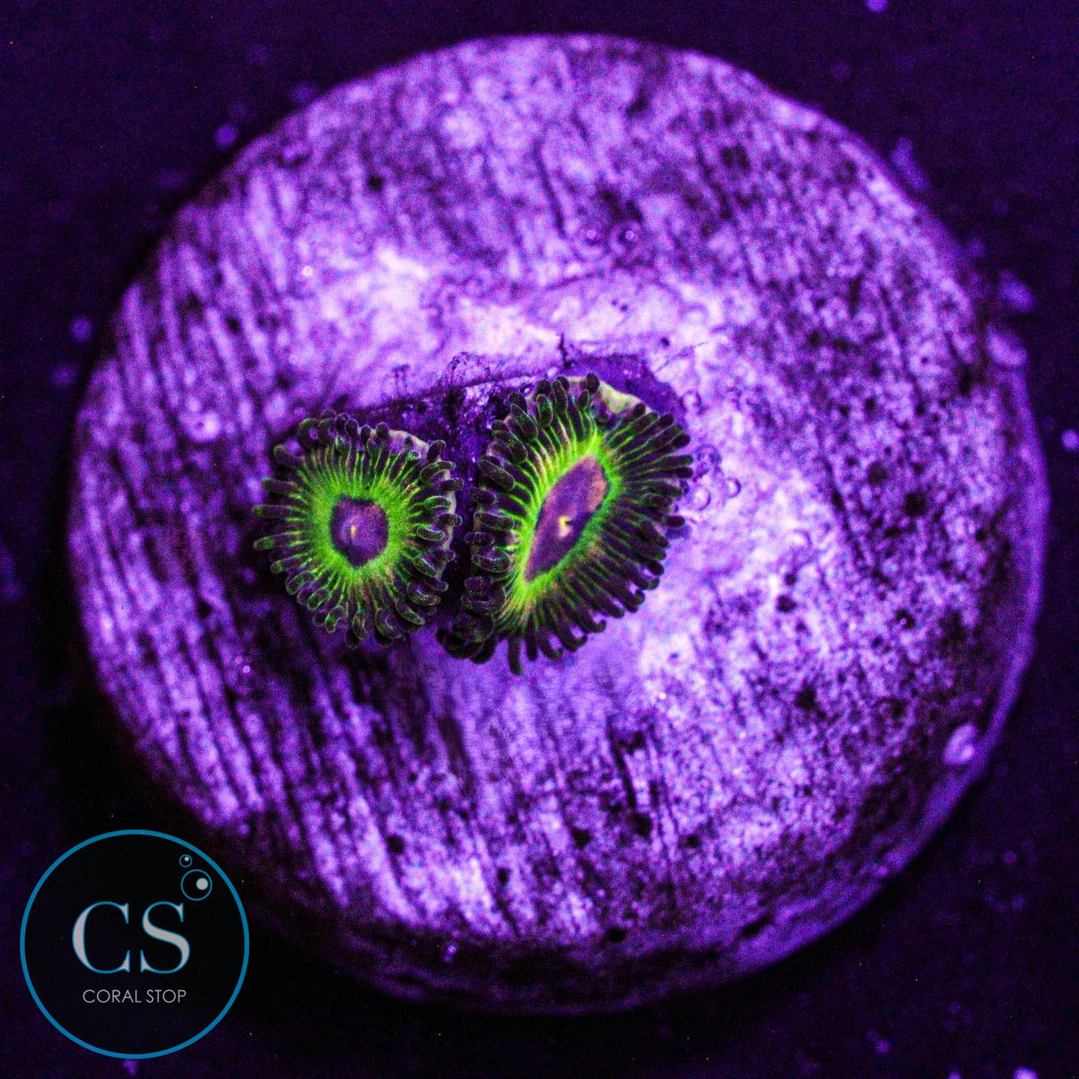 Luigi's Mansion Zoa