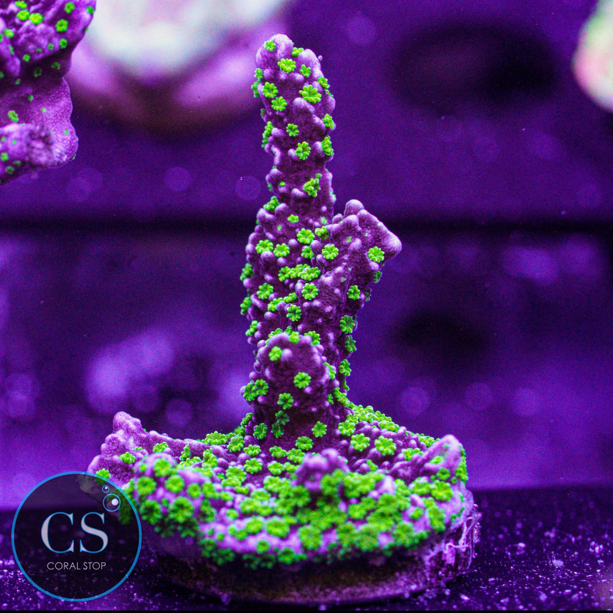 JF Tubs Stellata