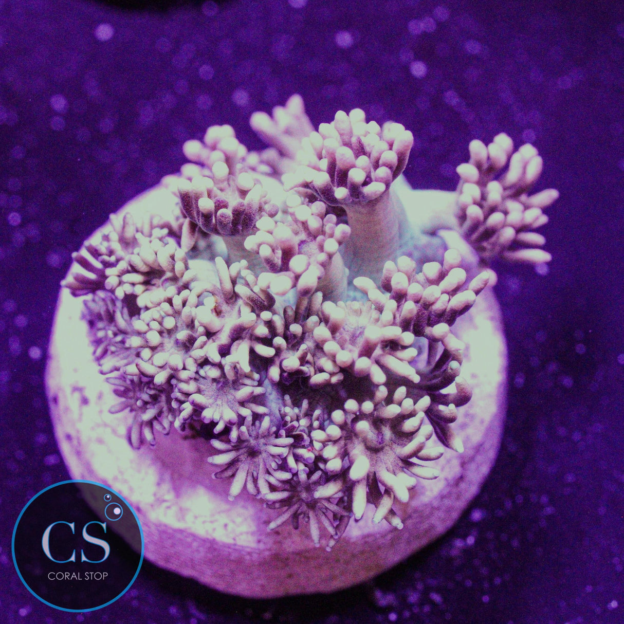 CS Bubblicious Goni