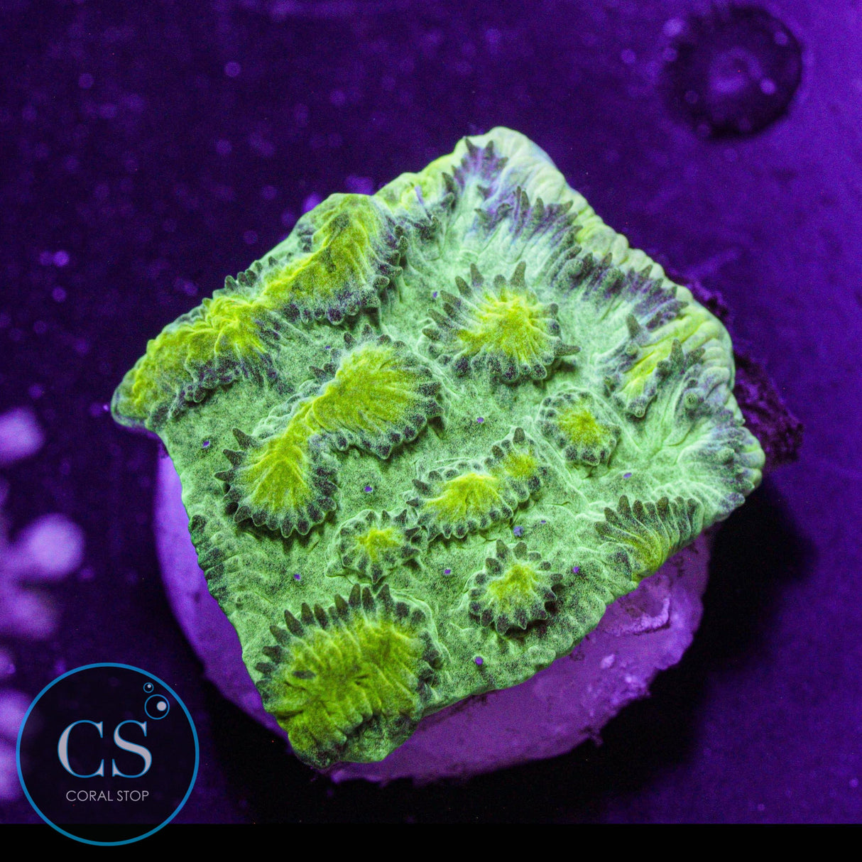 JF Limelight Hydnophora