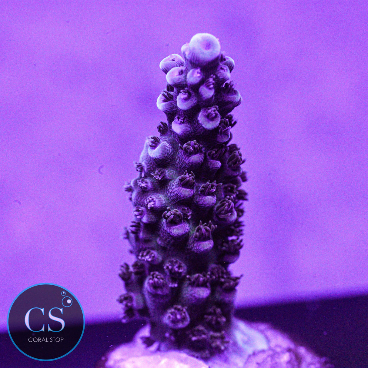 Sanjay's Grape Concord Acro