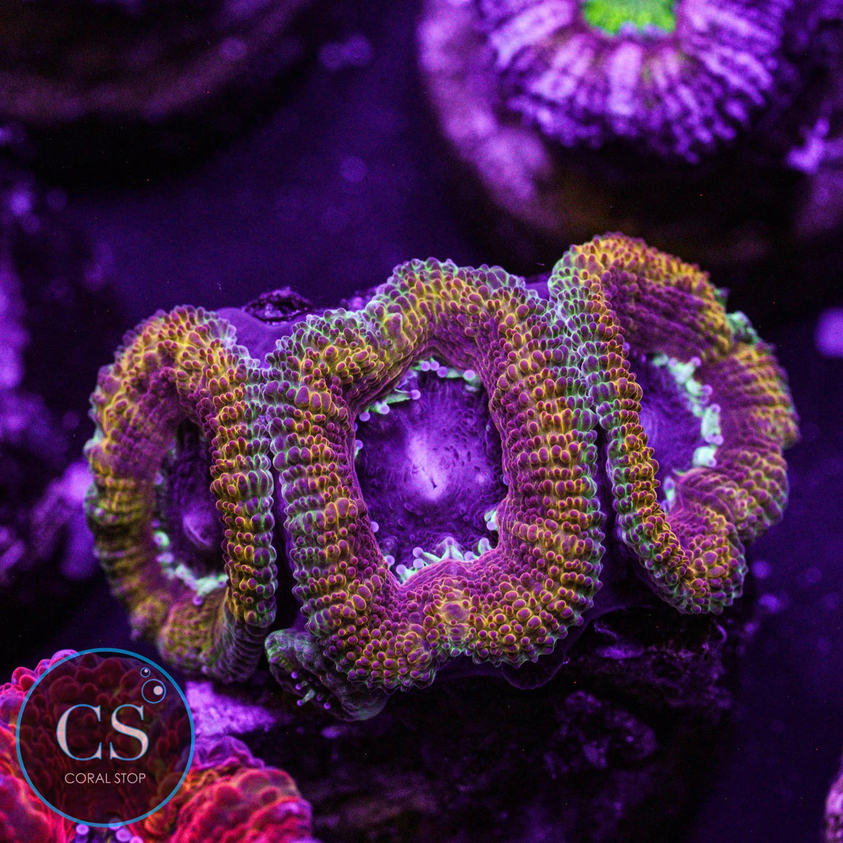 PBJ Acan