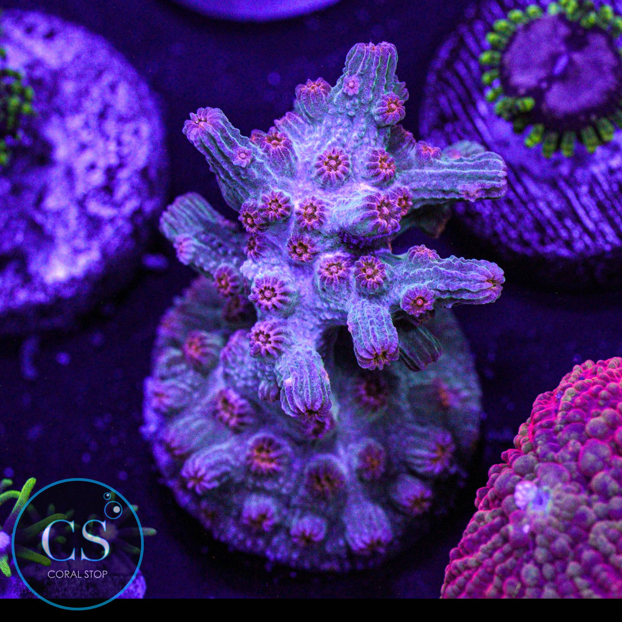 Branching Meteor Shower Cyphastrea