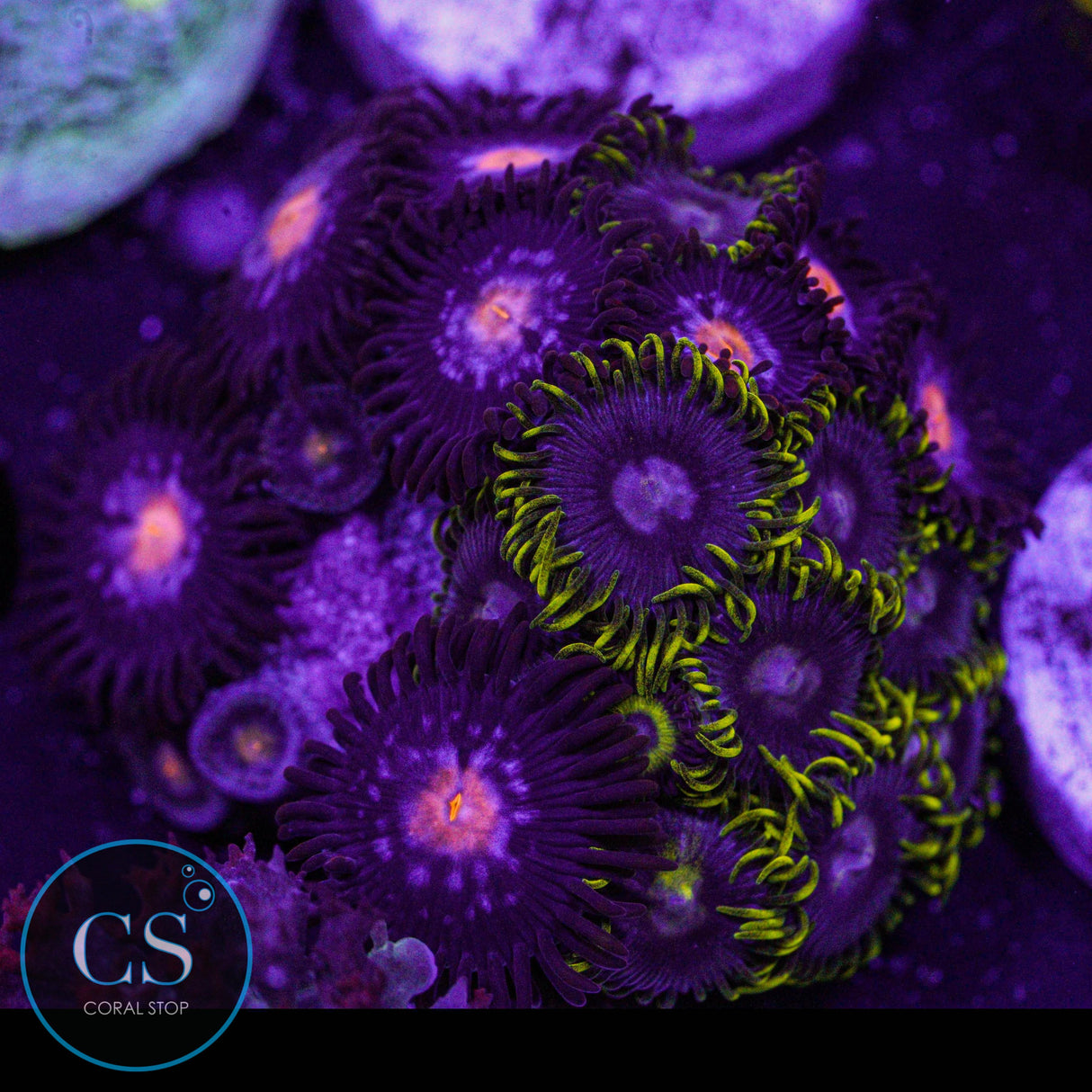 Combo Zoa