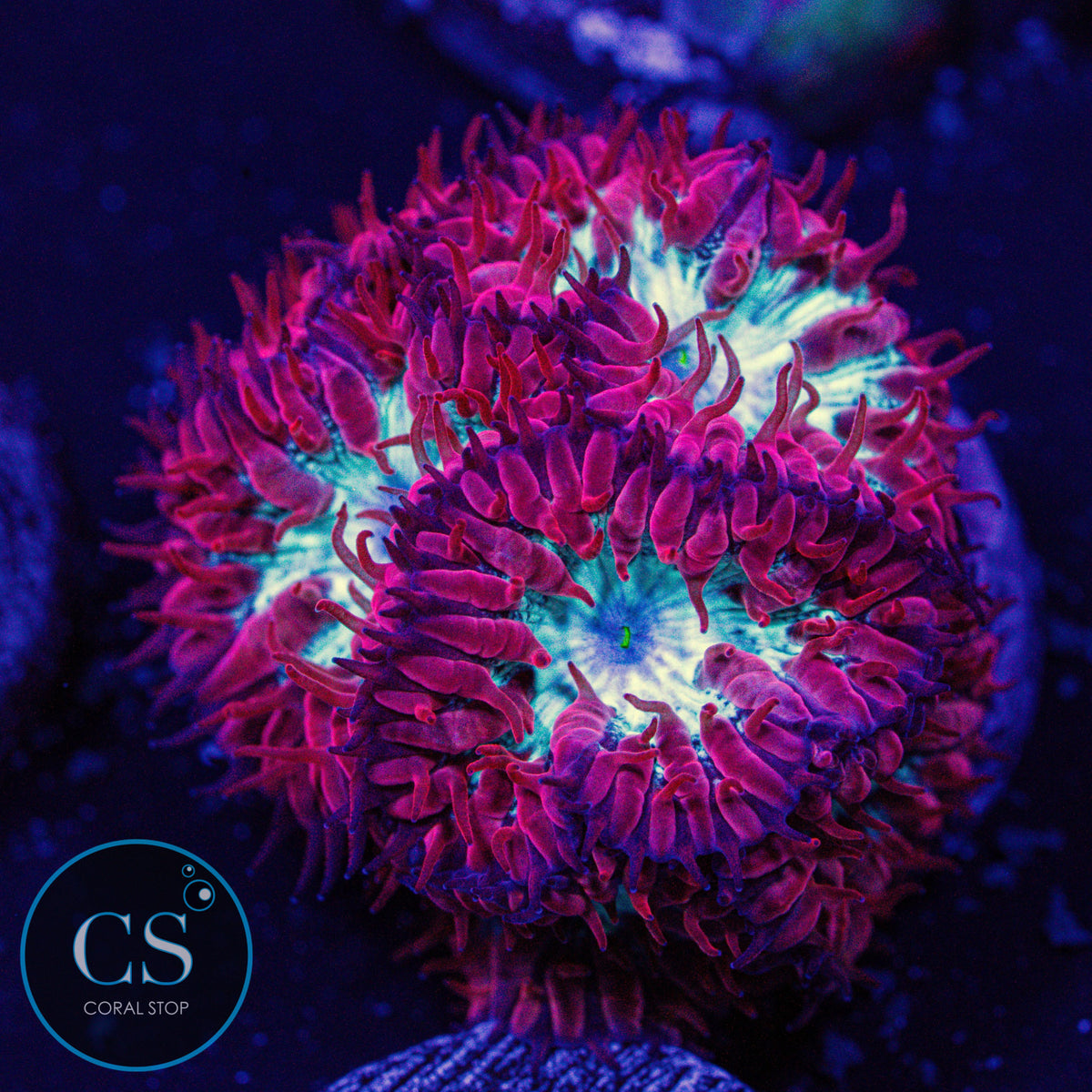 CC Fire and Ice Blasto Merletti