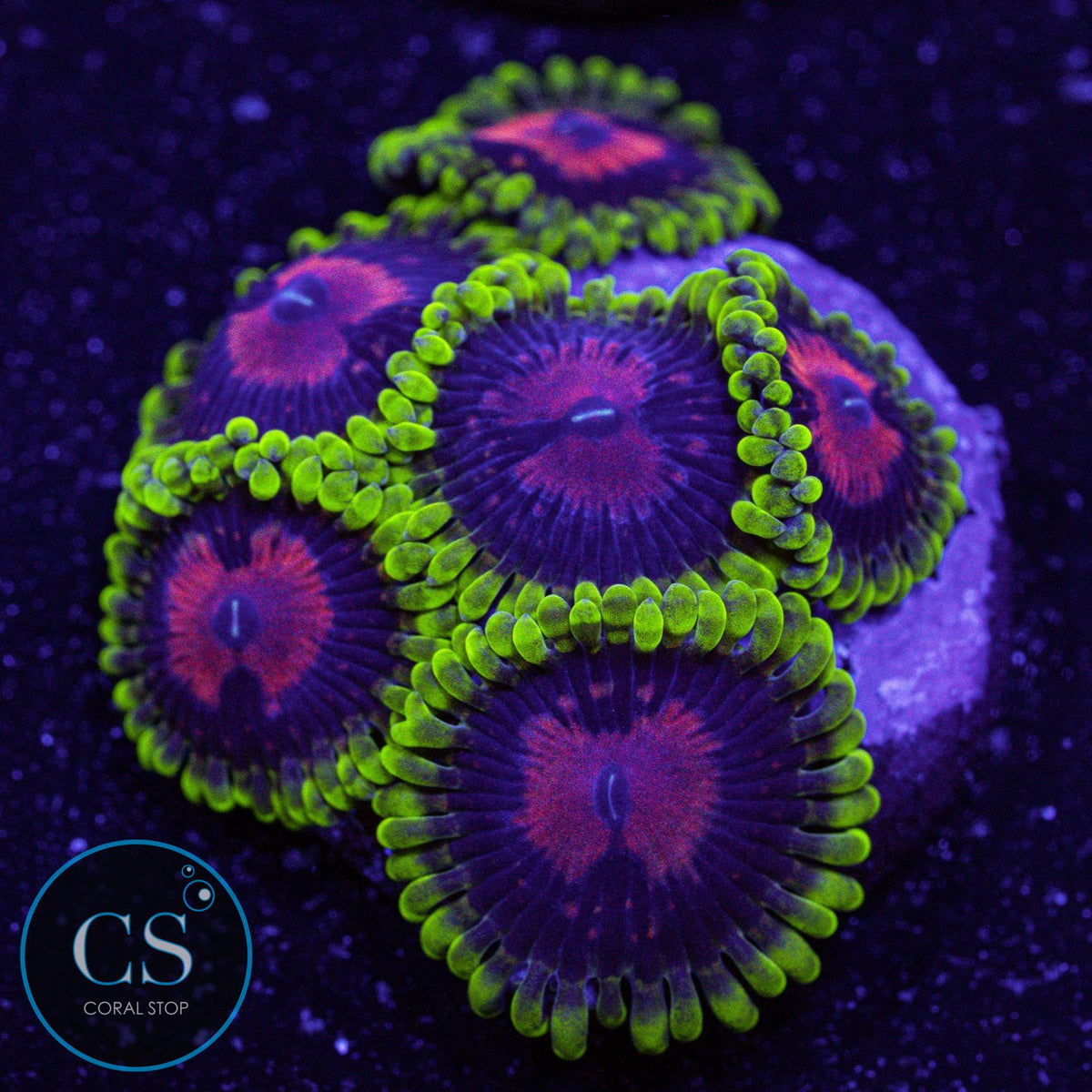 CC Scarlet Fever Zoa