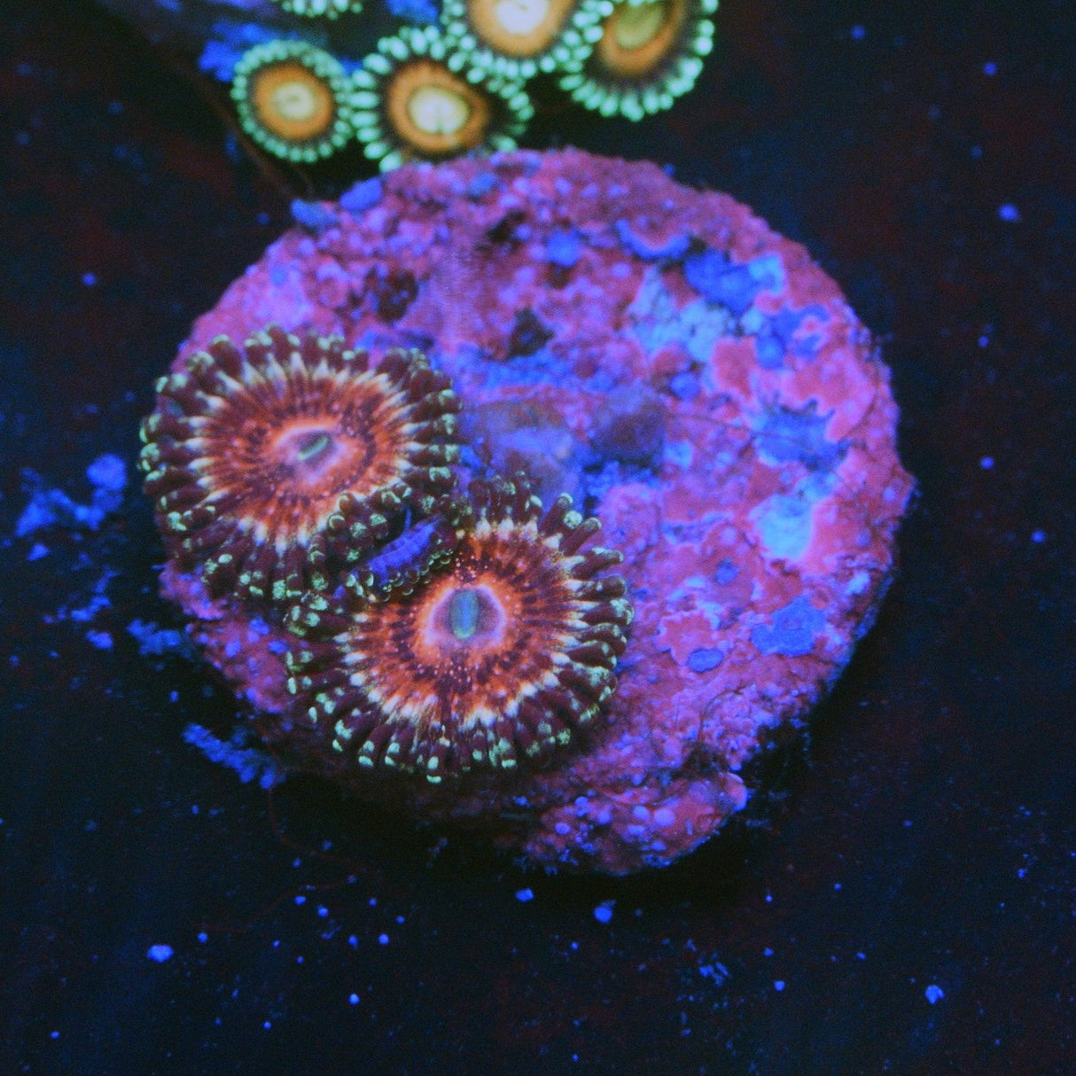 STRAWBERRY WINE ZOA