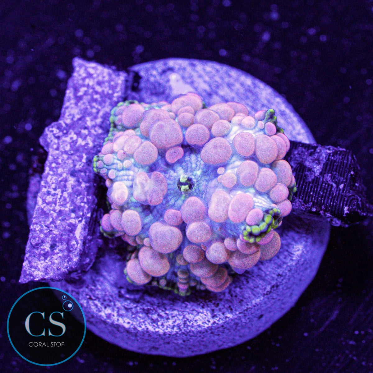 Neptune Bounce Mushroom