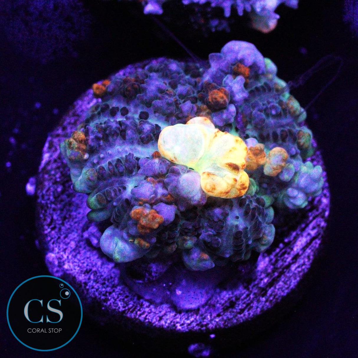 PZ GODSPAWN BOUNCE MUSHROOM