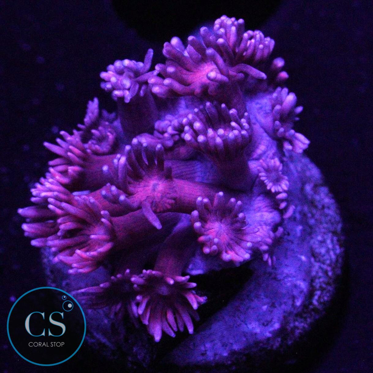 PINK GLITTER TIP GONI