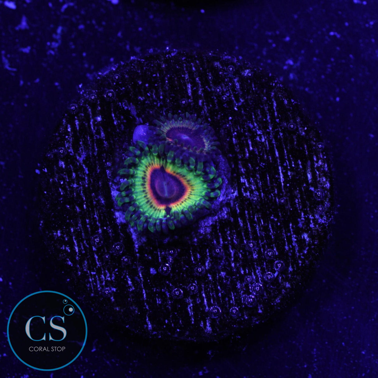 LITTLE SHOP OF HORROR ZOA