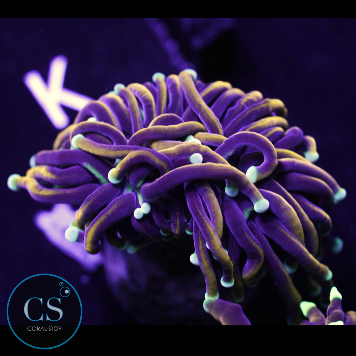 BLUE TIP KNICKS TORCH