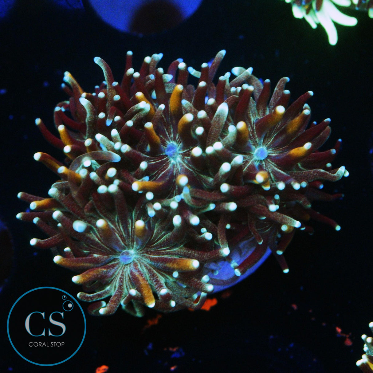 TEAL AND GOLD GALAXEA