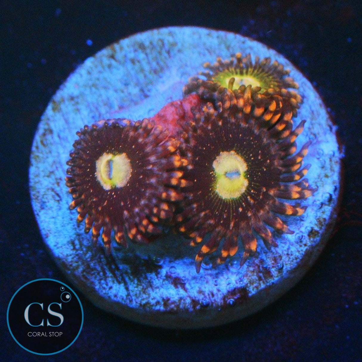 CARROT TOP ZOA