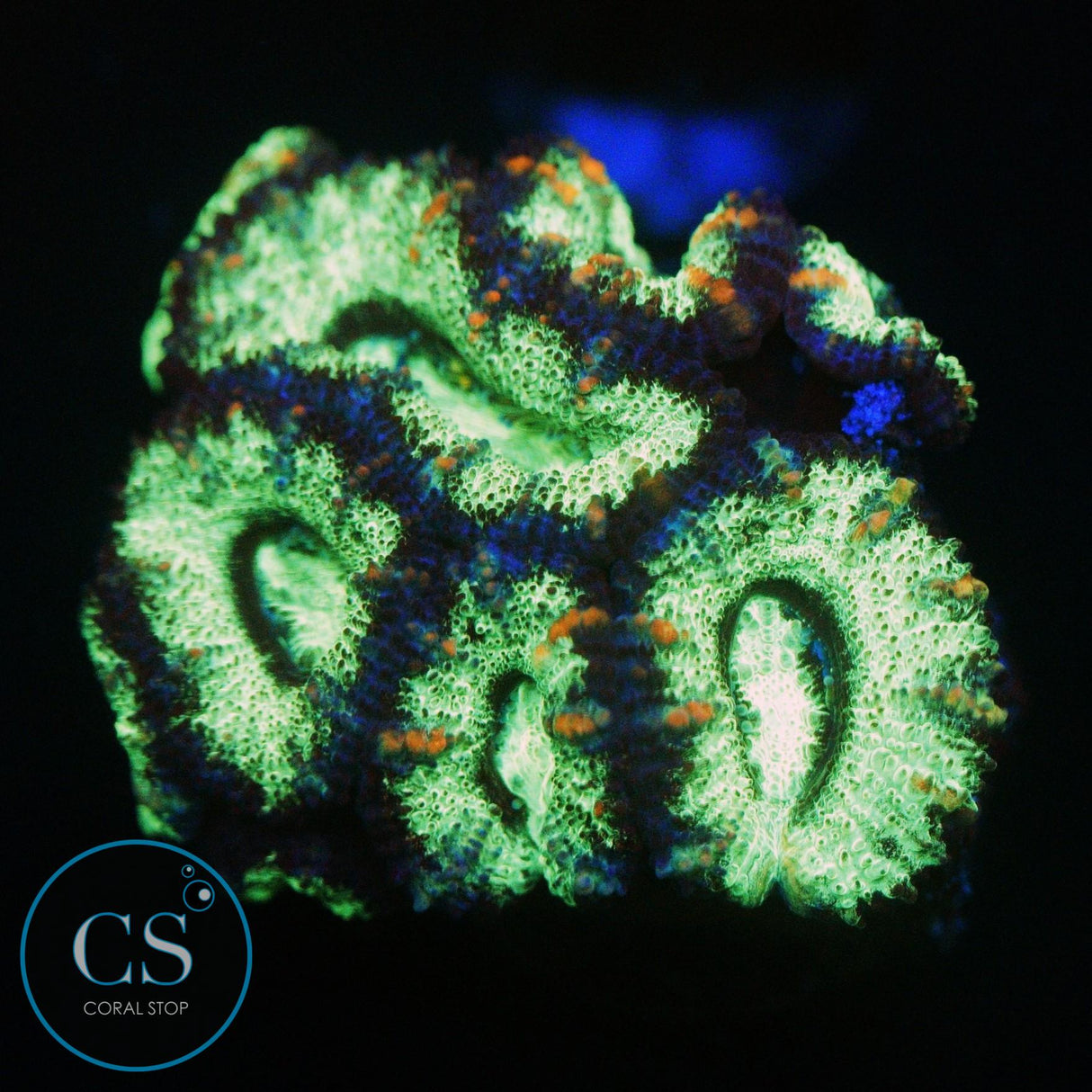 RADIOACTIVE ACAN CHUNK