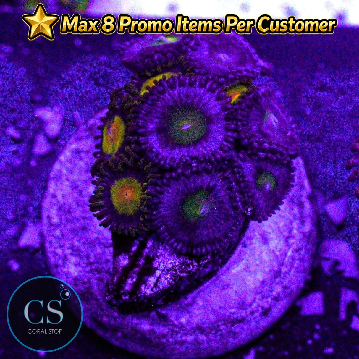 Combo Zoa