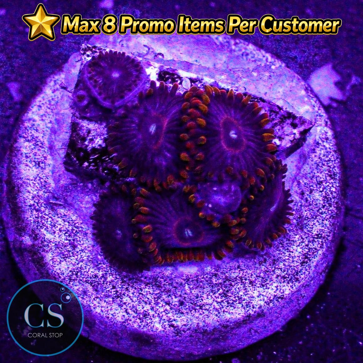 Red Hornet Zoa