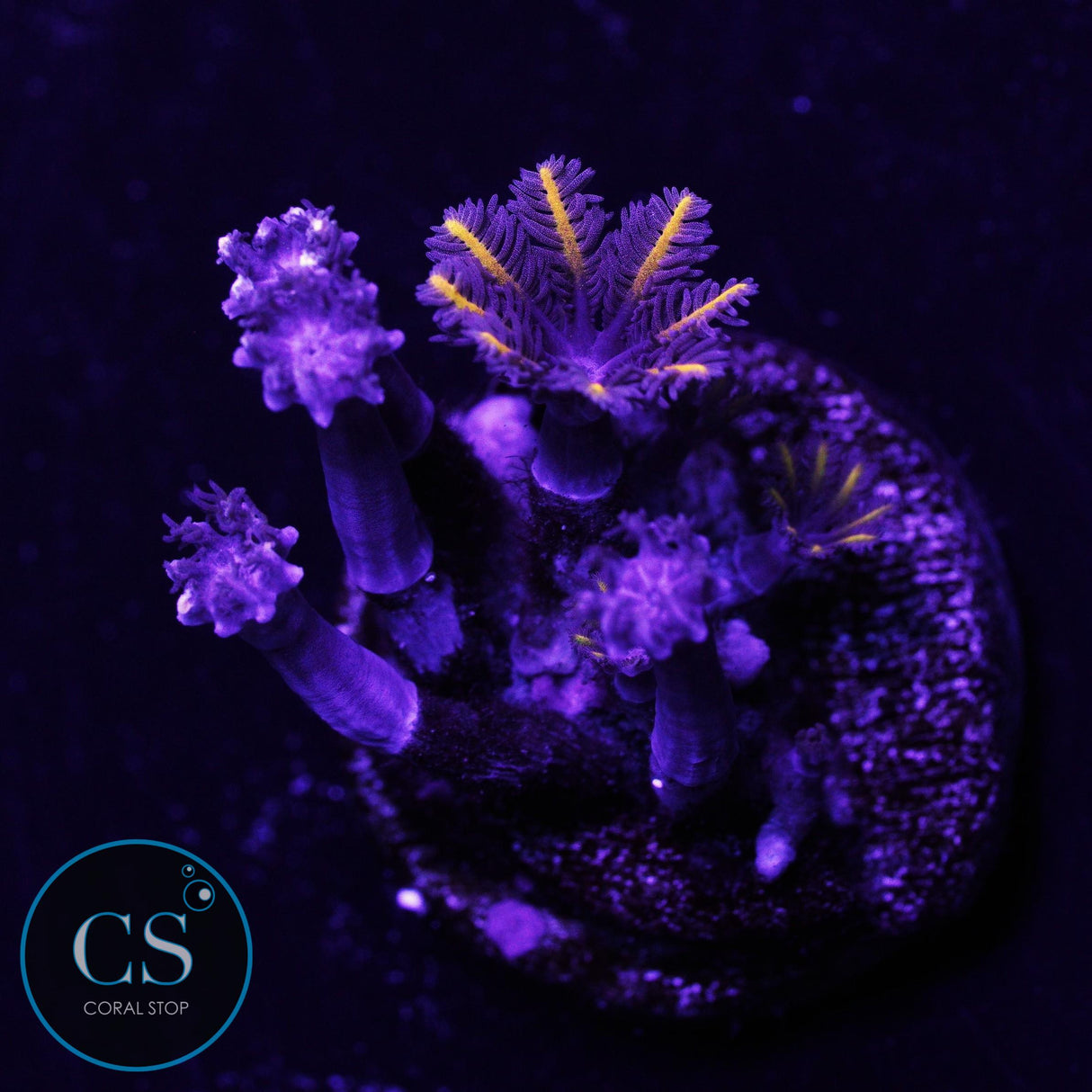 Golden Clove Polyps