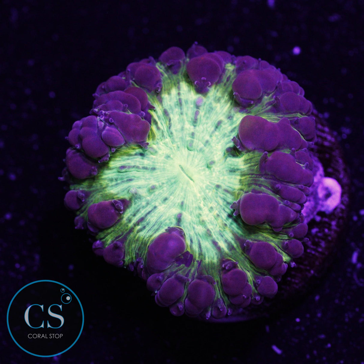 CS City Pulse Blastomussa