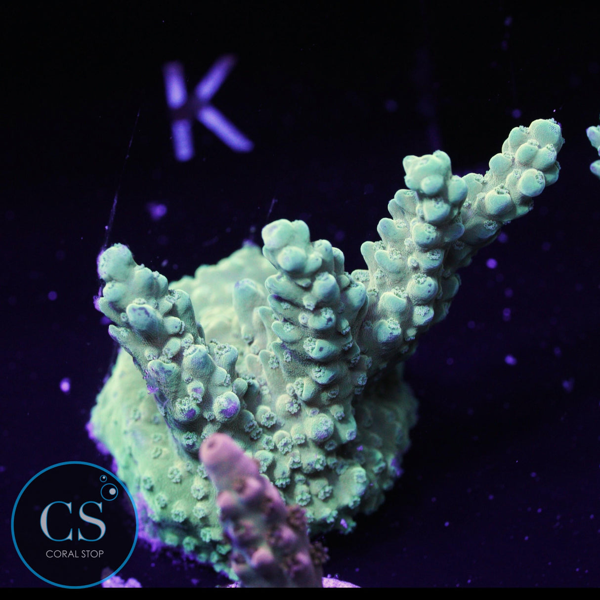 SBB Frogger Acropora