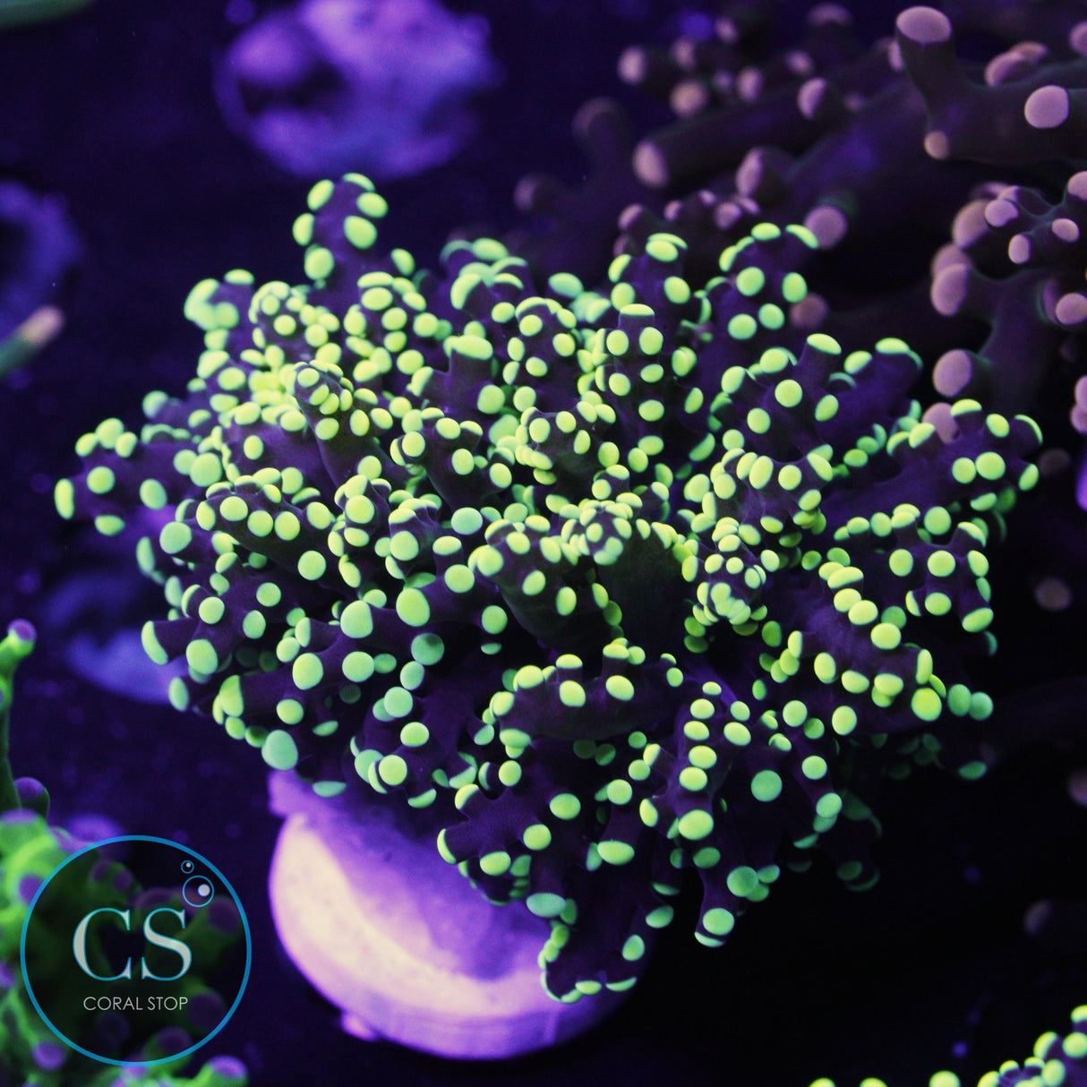 Yellowish Yaeyamaensis