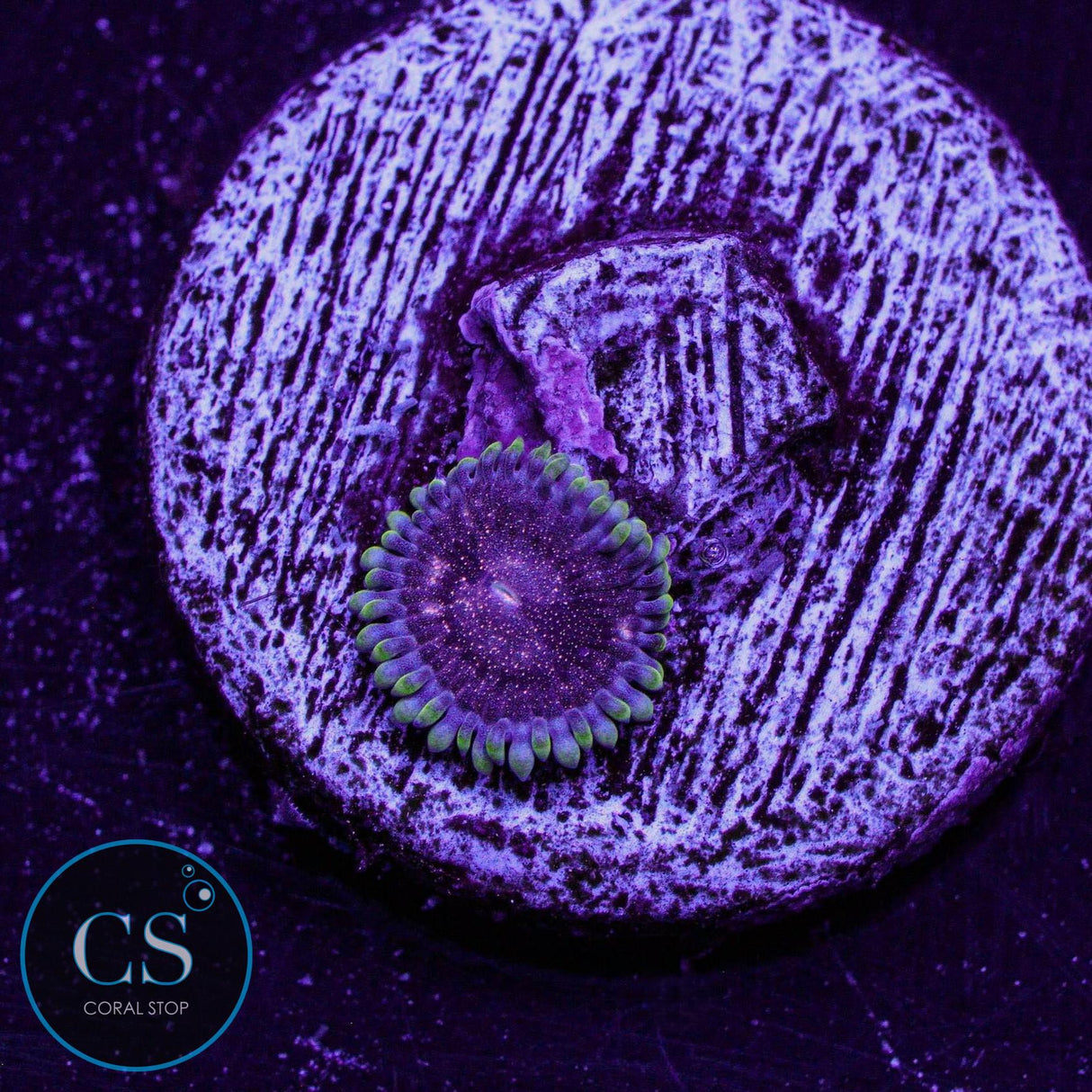 CS Dragon Mistress Zoa