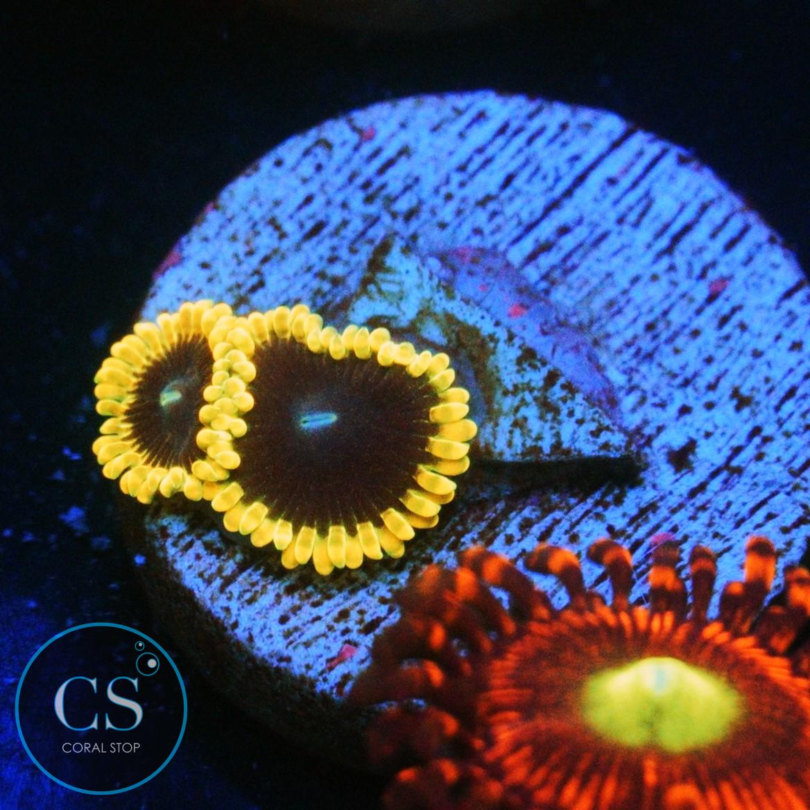 TSA WARPDRIVE ZOA