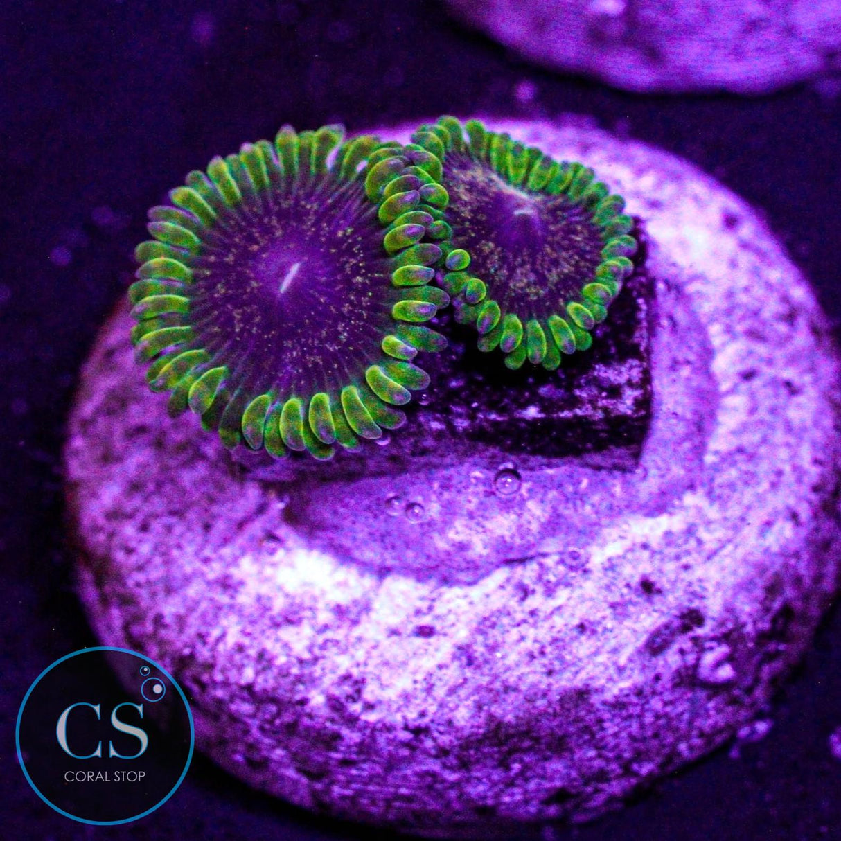 IA Purple Velour Zoa
