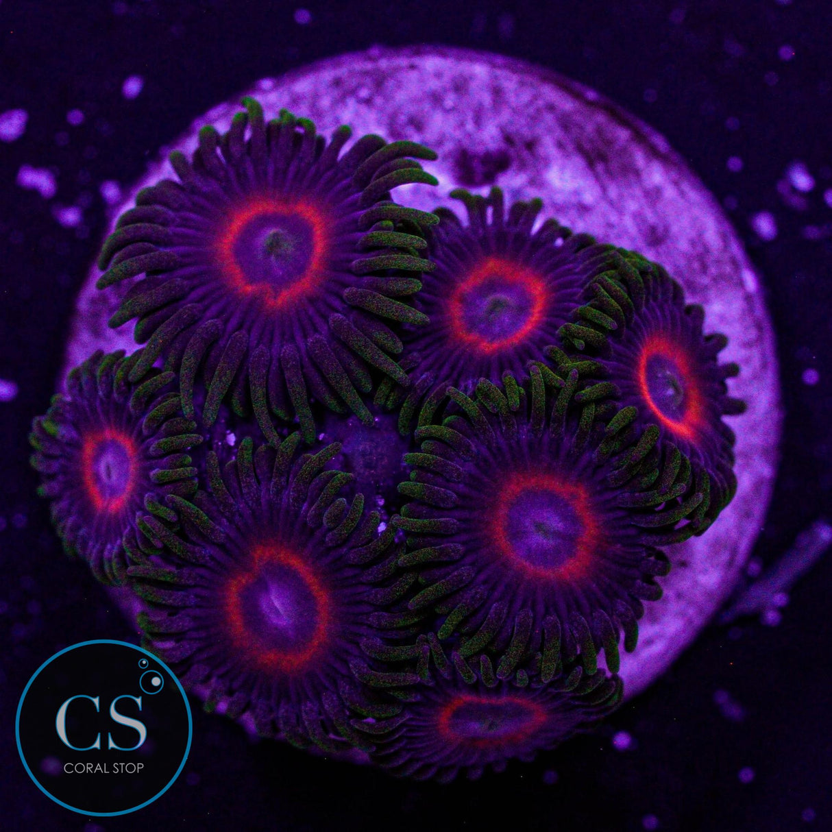 Eagle Eye Zoa