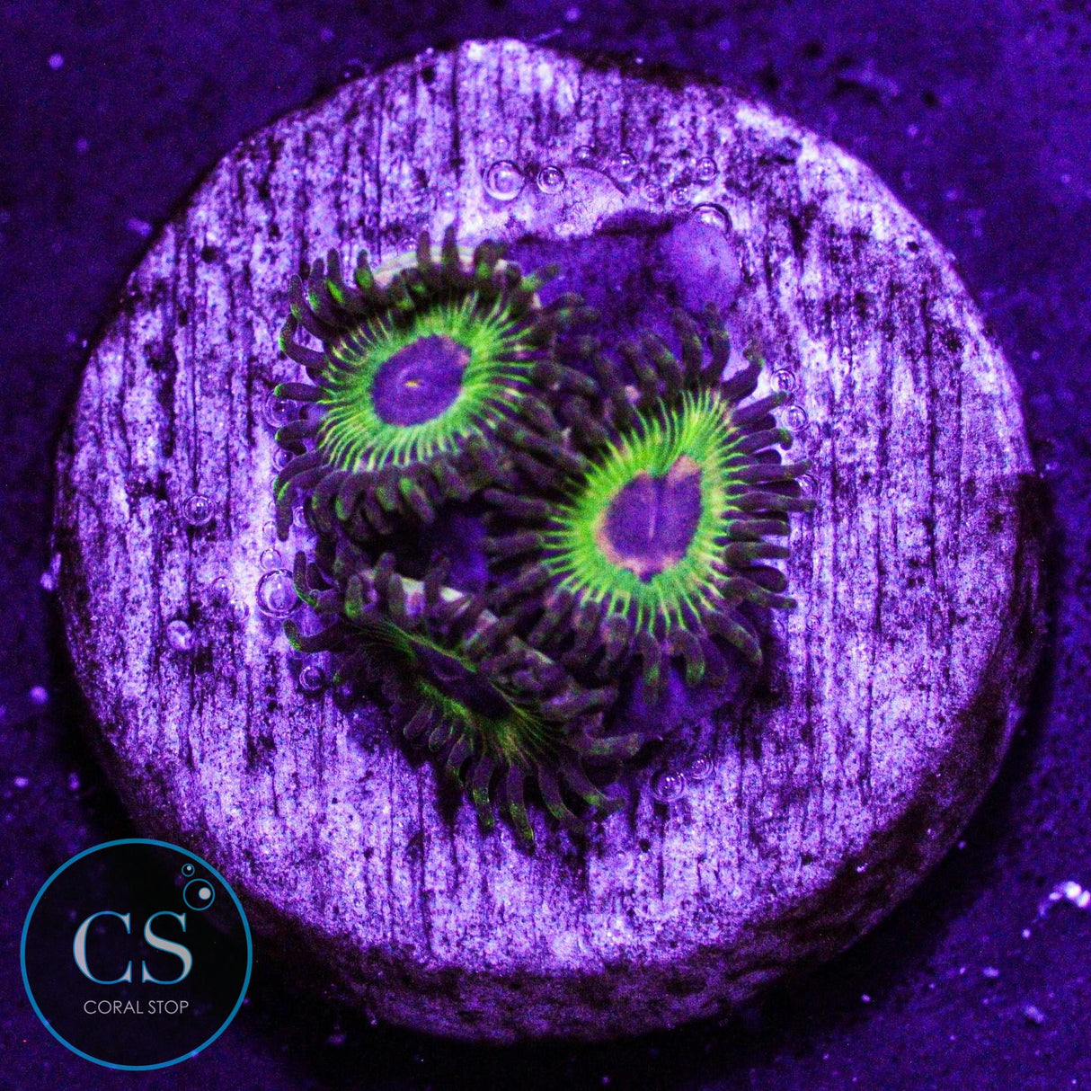 Luigi's Mansion Zoa