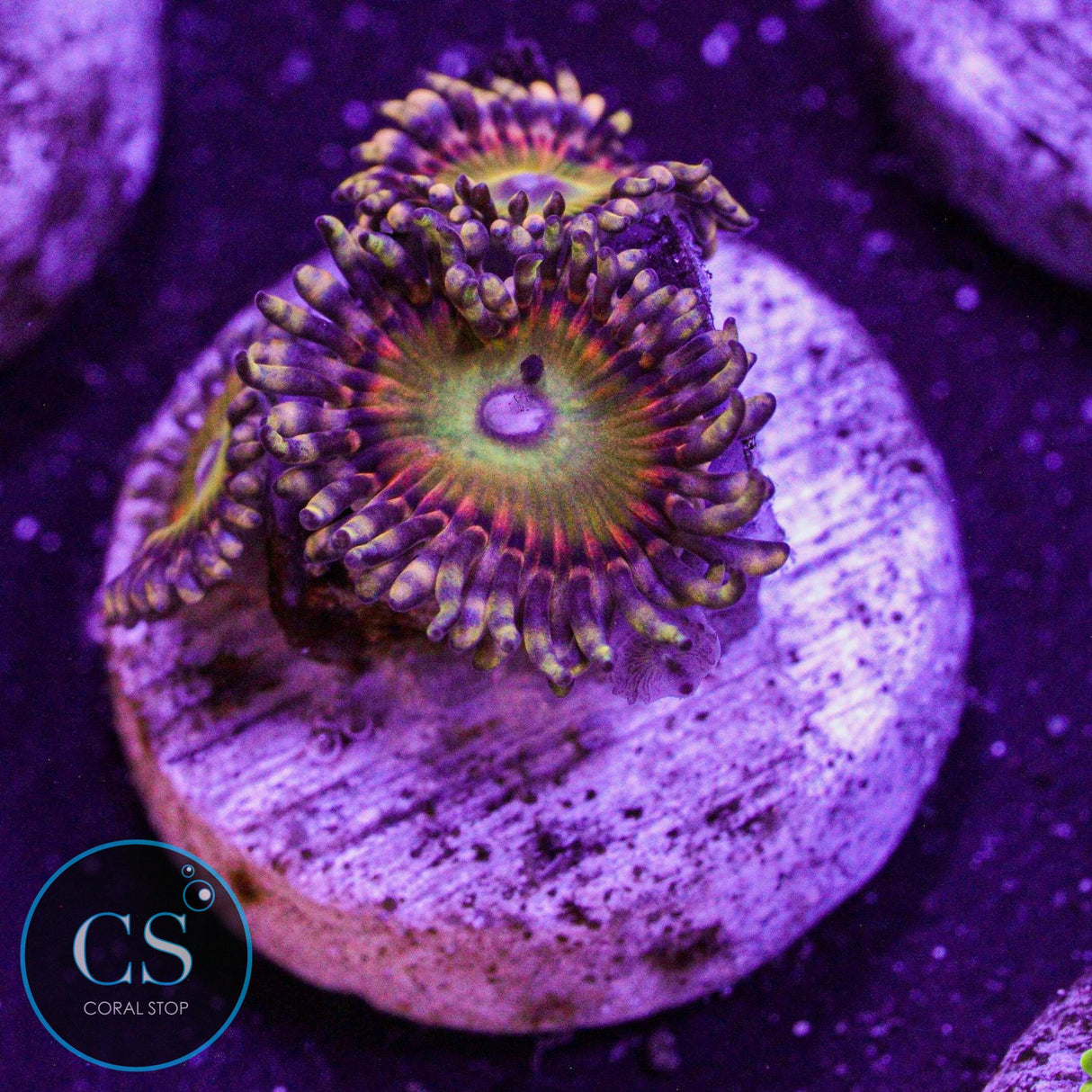 GB Rainbow Troll Zoa