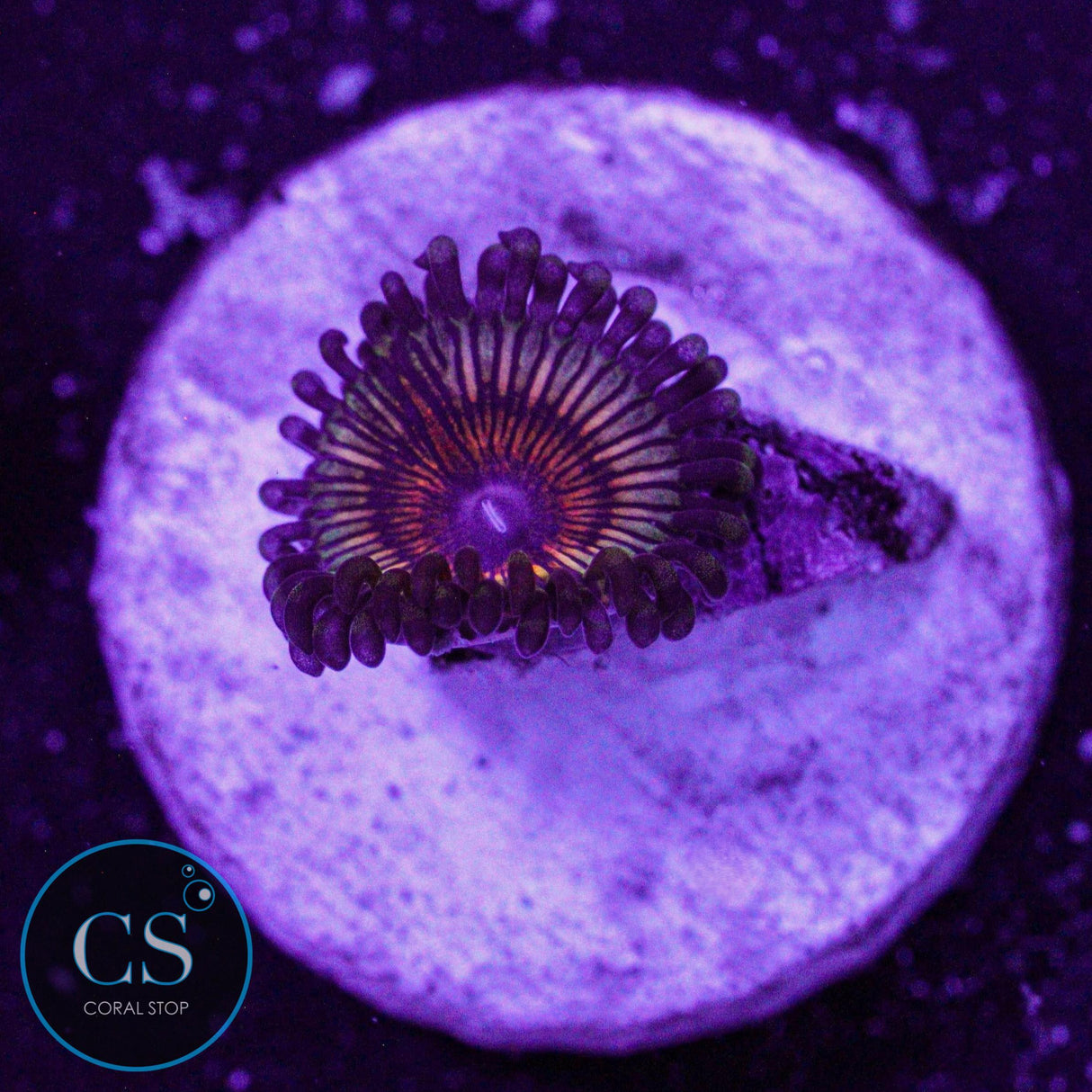 Vamp In Drag Zoa