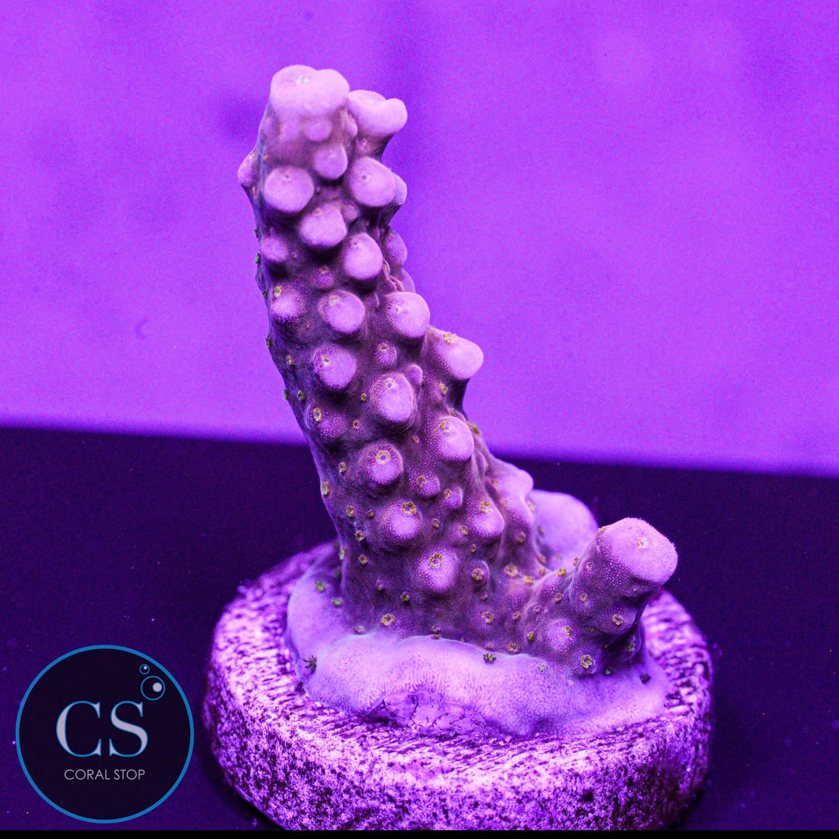 WWC Mojo Man Acro
