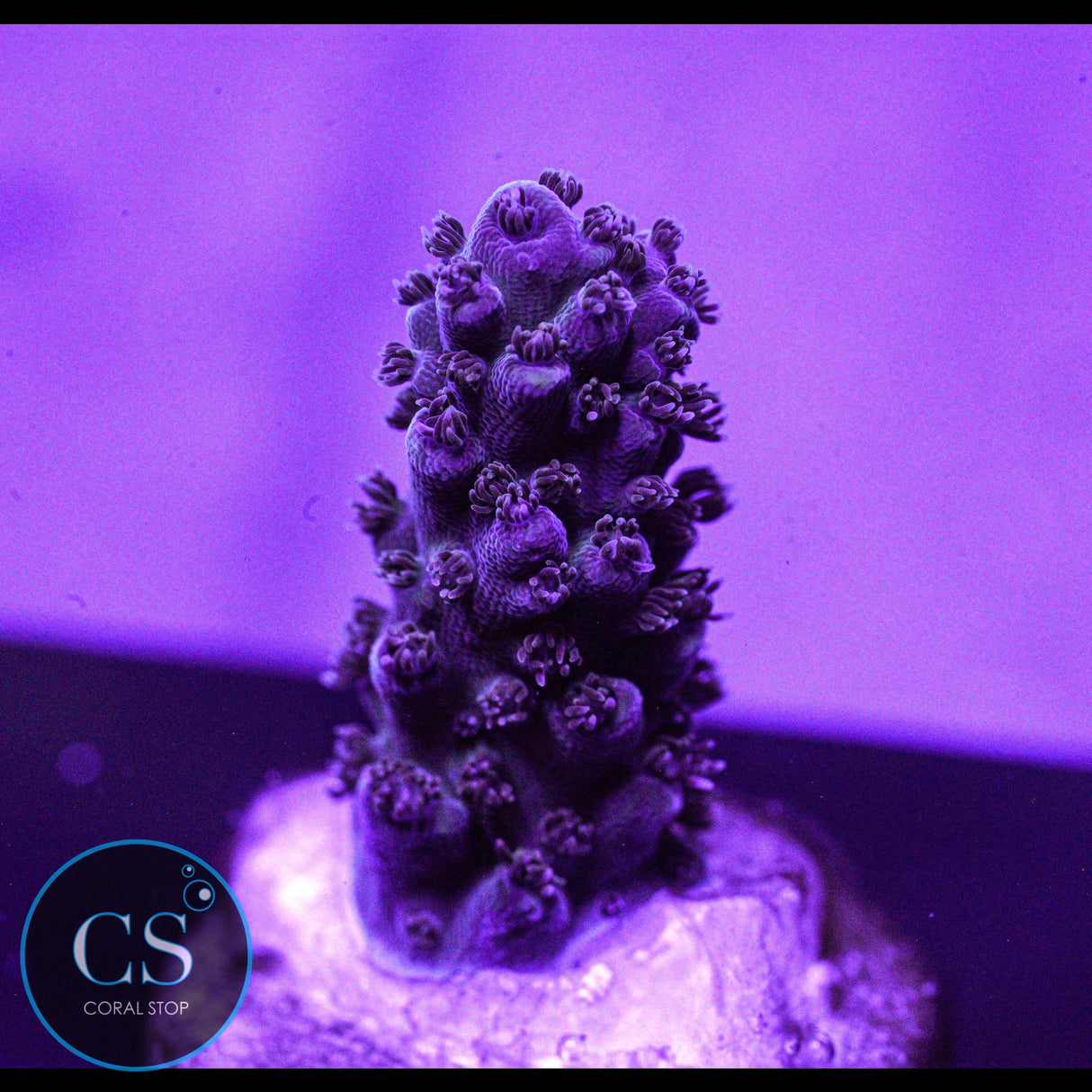 Sanjay's Grape Concord Acro
