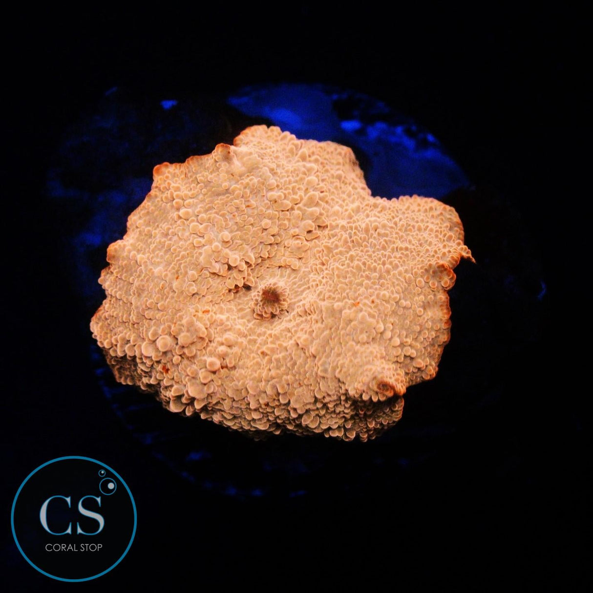 POLETTI JAWBREAKER MUSHROOM