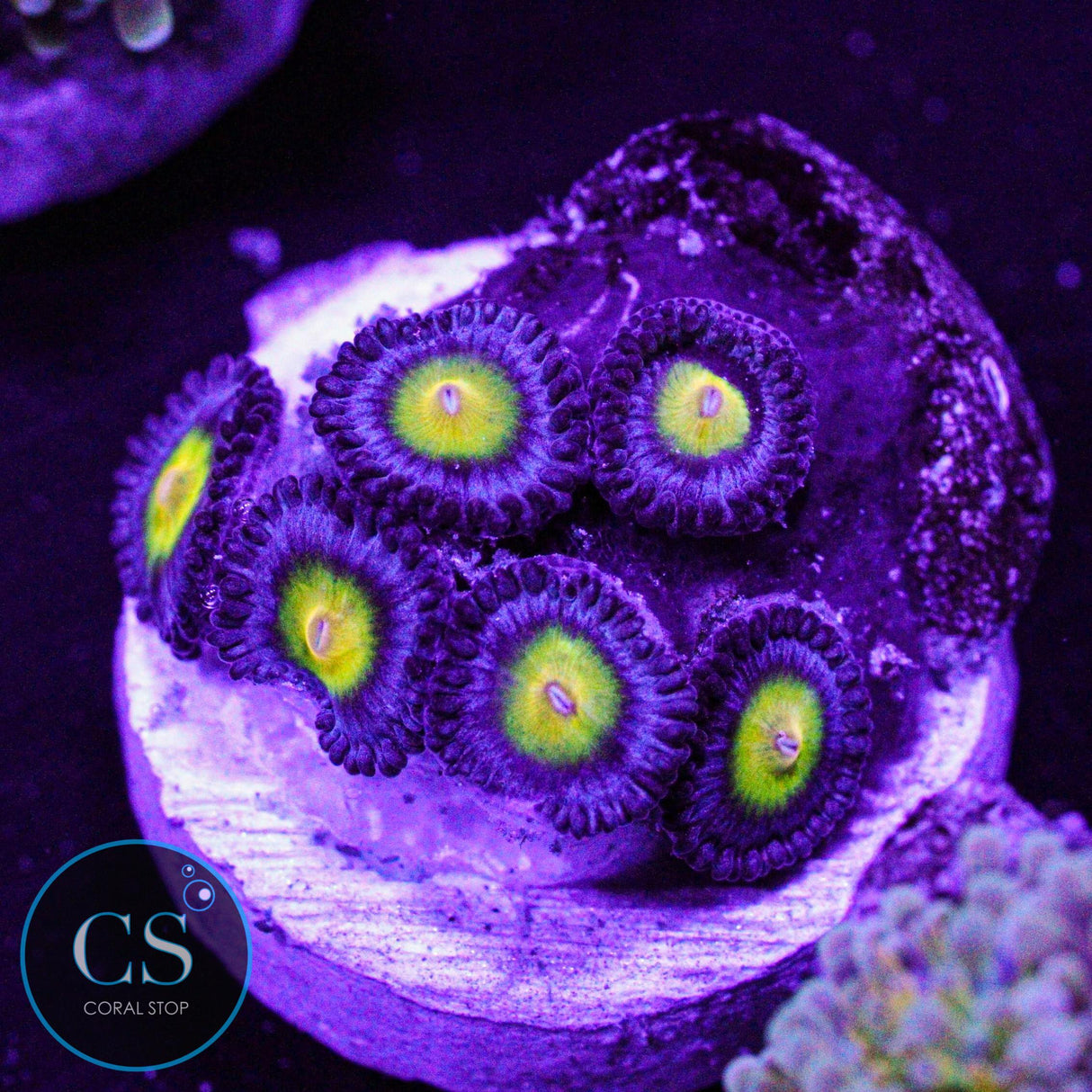 WWC AOI Zoa