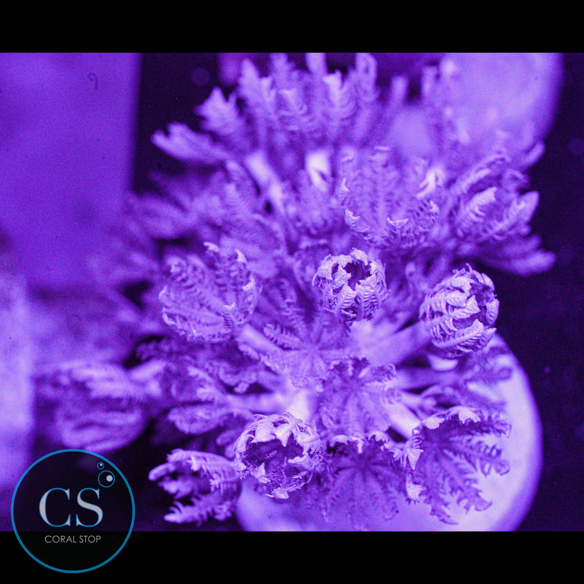 Pulsing Xenia