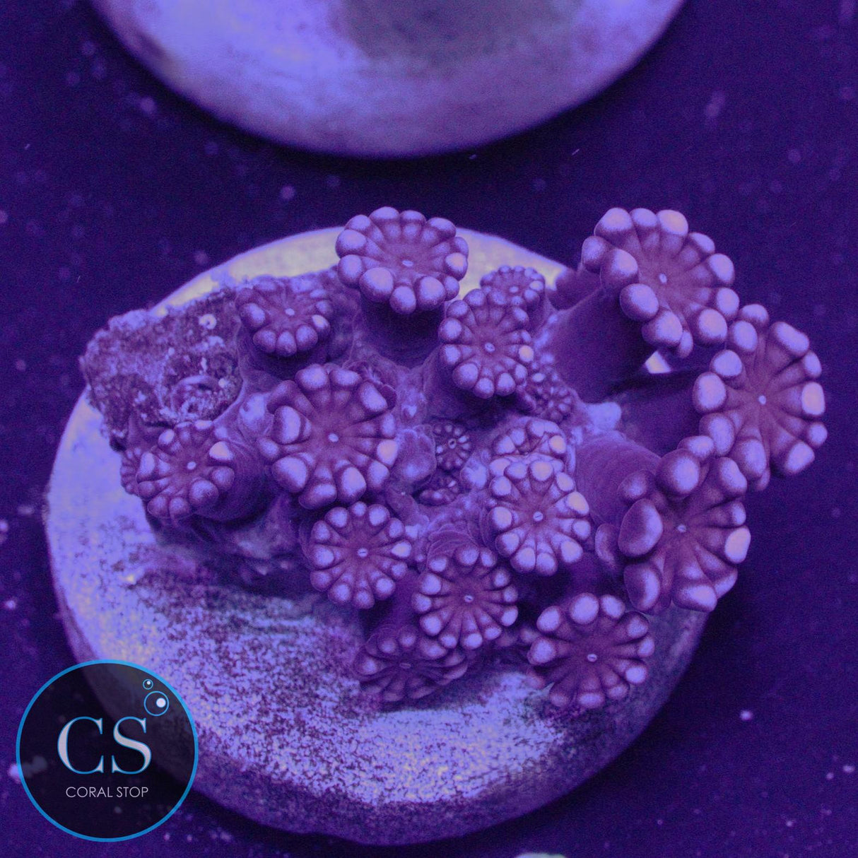 VERY RARE RUBY RED ALVEOPORA